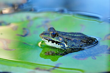 Frosch auf Seerosenblatt
