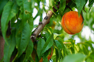 ripe peaches on a branch in a stunning peach garden on a hot, clear, sunny day in summer on the Black Sea coast in Krasnodar Territory
