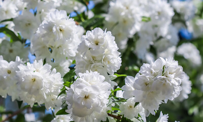 White terry jasmine flowers in the garden