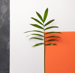 Tropical plant leaf on orange and white paper background. Flat lay, top view, minimal design template with copyspace.