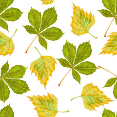 Watercolor autumn leaves seamless pattern on white background. Birch, Horse chestnut
