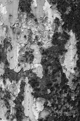 evocative black and white image of texture of rusty steel plate