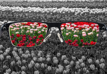 Through glasses frame. Colorful view of colorful tulips in glasses and monochrome background....