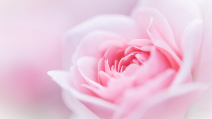 Soft focus, abstract floral background, pink rose flower. Macro flowers backdrop for holiday brand design