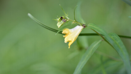  Wachtelweizen, Melampyrum, gelbe Blüte mit Weiß, gelb und grüne Farben, helles Grün