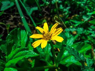 yellow flower in the garden