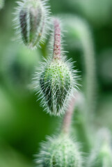 Borago officinalis, also known as a starflower, is an annual herb in the flowering plant family Boraginaceae