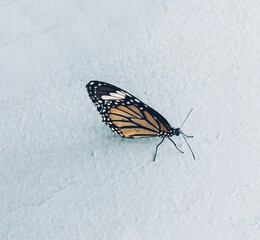 Fototapeta na wymiar black swallowtail butterfly isolated on white background