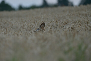A roe deer with antlers in a rut looks out of a wheat cereal field