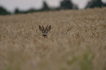 The head of a roe deer with antlers protrudes from the grain