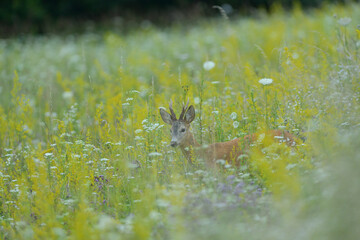 A roe deer with antlers in a rut walks through a meadow full of yellow flowers