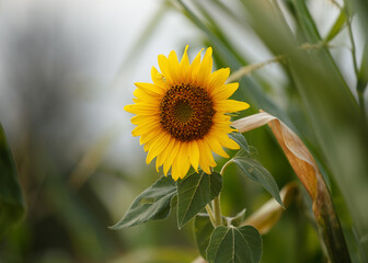 sunflower in the garden