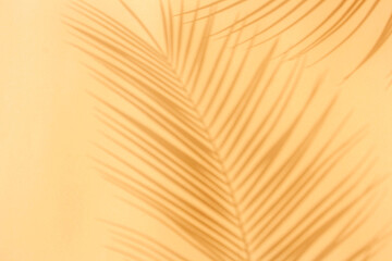 Palm leaves shadow on a peach background