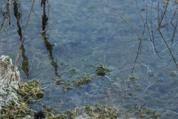 frog in a lake