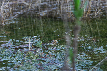 frog in a lake