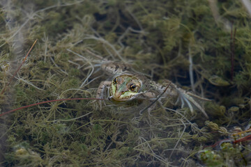 frog in a lake