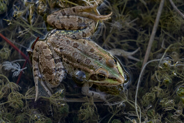 frog in a lake