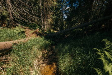 A tree in a forest