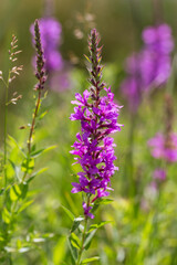 Obraz premium Herbal alternative medicine and medicinal plants. The inflorescence of a useful flower is narrow-leaved fireweed, Chamaenerion angustifolium, Epilobium natural anti-inflammatory agent in the meadow