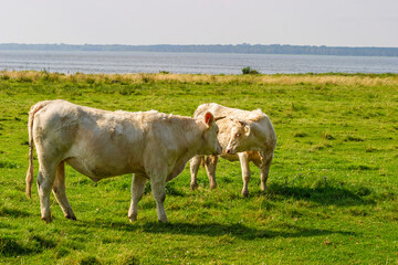 Cows on a beach meadow by a lake