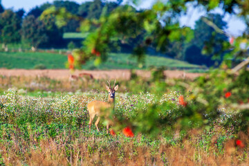 Roe Deer on a meadow with som rowan tree branches © Lars Johansson
