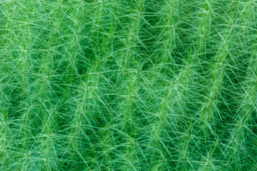 Natural abstract pattern of green moss