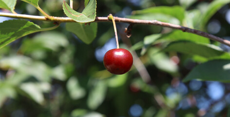 Ripe cherries on a branch.