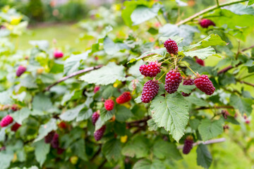 Pink berries of ripe raspberries in the garden close up