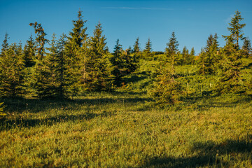 A large green field with trees in the background