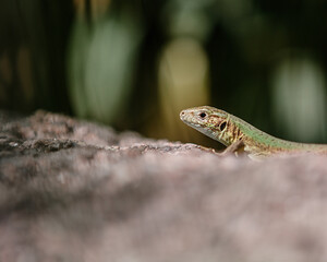 Green lizard on rock, blurred background. Single green lizard. Green lizard climb.