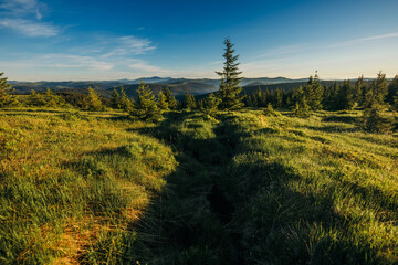 A train that is on top of a lush green field