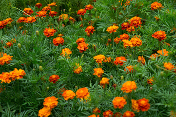 Decorative flowers in the garden. A beautiful flower bed.