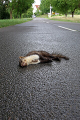 Wildunfall - toter Marder