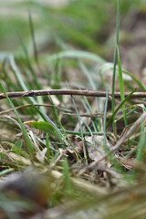 green grass leaves close-up