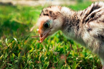 Little turkey on green grass. Turkey-poult close up. Turkey chick walking in the air. Eco farm