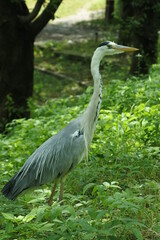 Gray heron is walking in the woods.