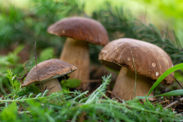 Mushroom boletus edilus. Popular white Boletus mushrooms in forest.