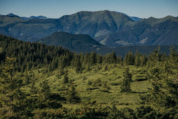 A tree with a mountain in the background