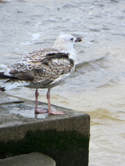 young seagull on the stone bank of a fast river
