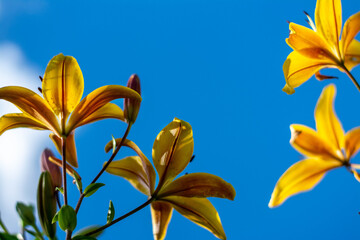 Fototapeta na wymiar Yellow lilies. Bright yellow flowers, against a blue sky, on a Sunny day, in the garden, taken from below.