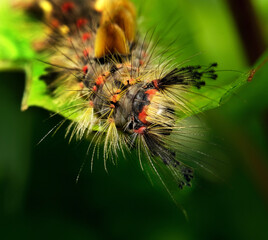 Orgyia antiqua, the rusty tussock moth or vapourer, is a moth in the family Erebidae. This is the caterpillar. hairs are toxic.