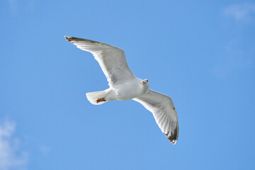 Seagull in flight against blue sky, background., seen from below