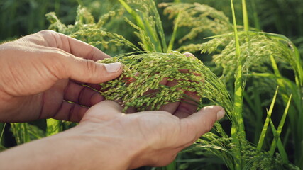 Naklejka na ściany i meble Close-up of hands, agronomist examines ripening millet in the field
