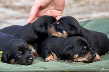 Jack Russell terrier puppies. Close-up portrait, lie on a green cloth