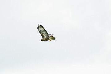 One common buzzard bird, bird of pray, buteo buteo, in flight against a white sky