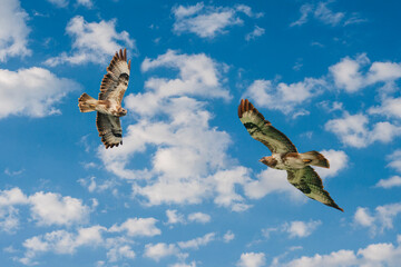 Two common buzzard birds, prayer bird, buteo buteo, in flight against a dramatic blue sky,...