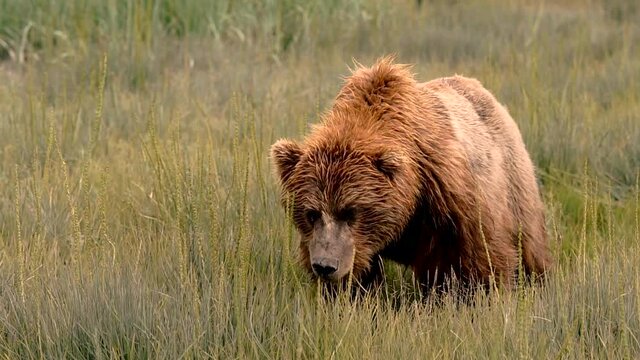 A large Grizzly Bear comes very close while eating large bites of grass and vegetation