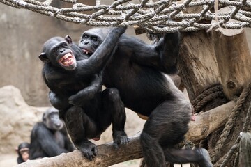 Aggression - Kämpfende Schimpansen - Kämpfe um die Rangordnung und um das Fressen sind bei...