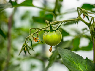 Green tomato plants growing, blooming and ripening in greenhouse