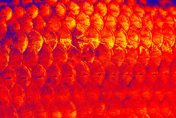 Red toned crucian fish scales - abstract natural background. © Vladimir Arndt